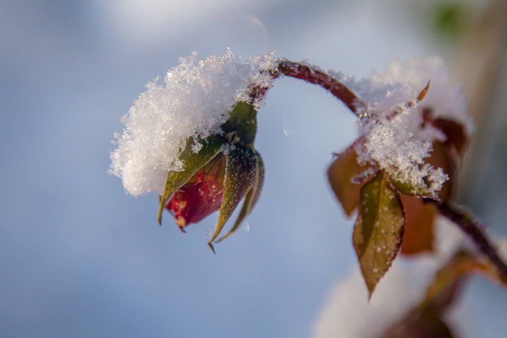 Первый снег