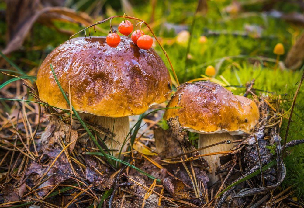 После дождя...