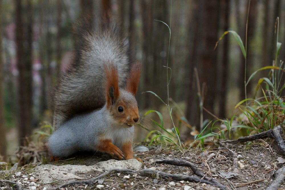 Куда же спрятать грецкий орех