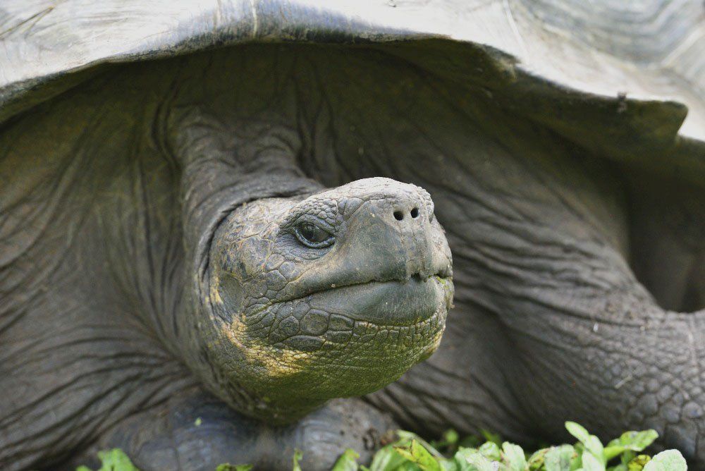 Чарльз Дарвин? Как же, помню...