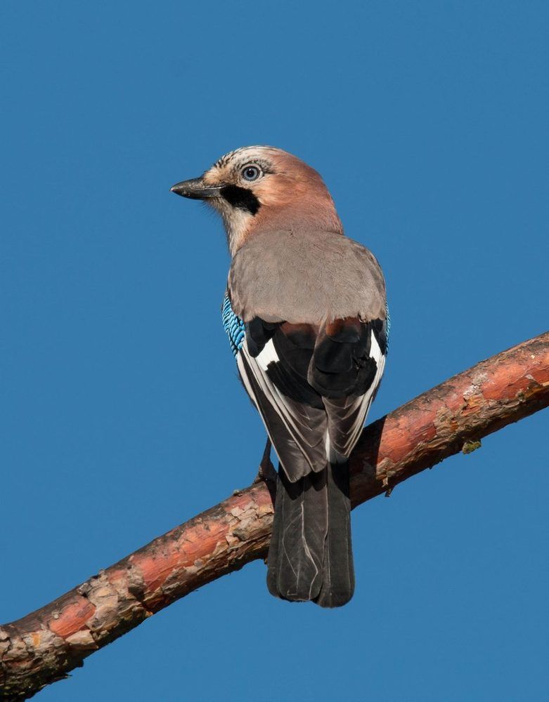 Из жизни пернатых