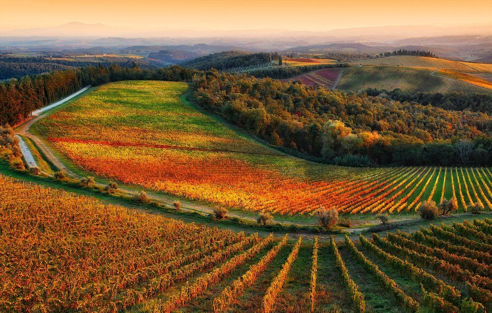 Виноградники Кьянти, Италия