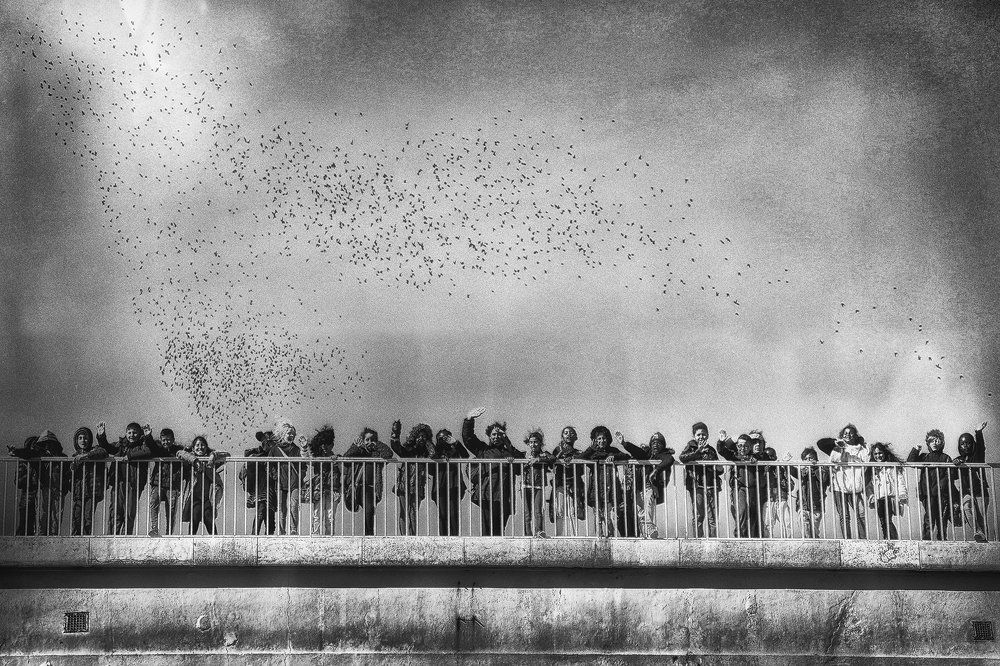 Стрижи прилетели