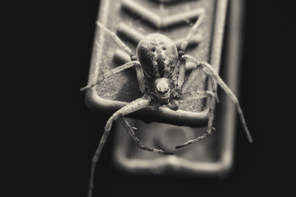 На чём сидит паук?