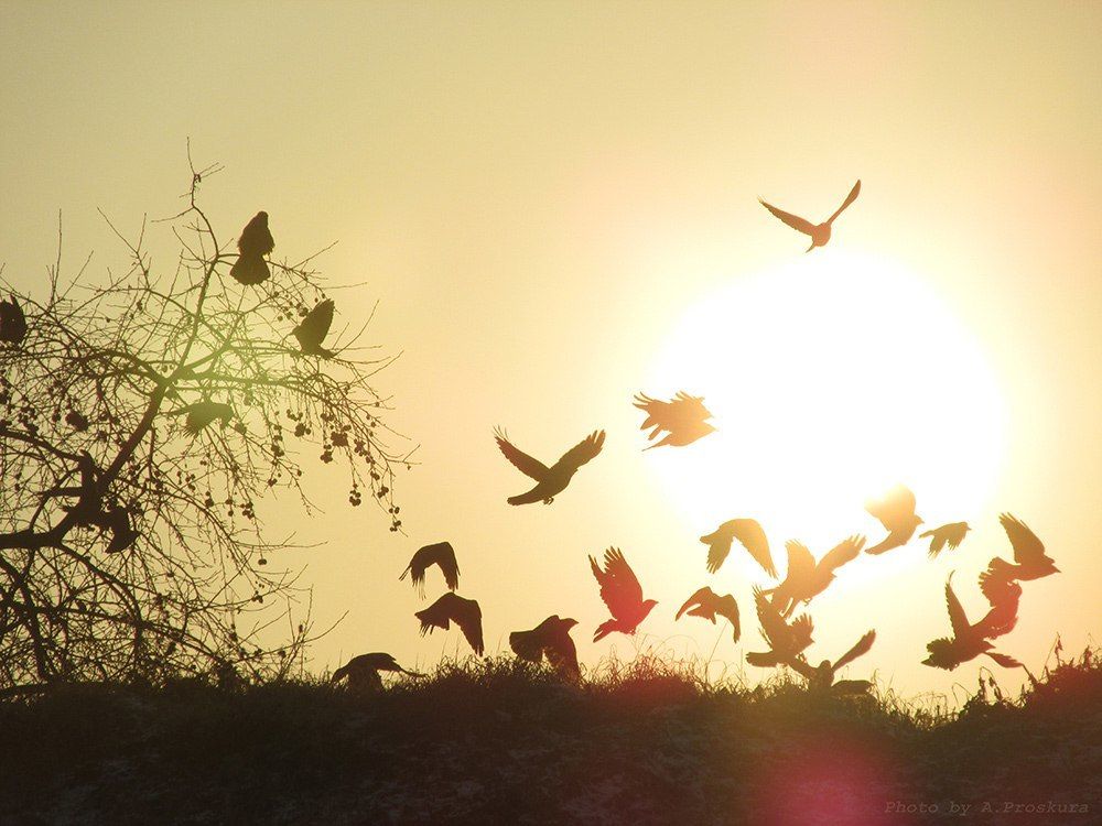 Photograph by Проскура Артём