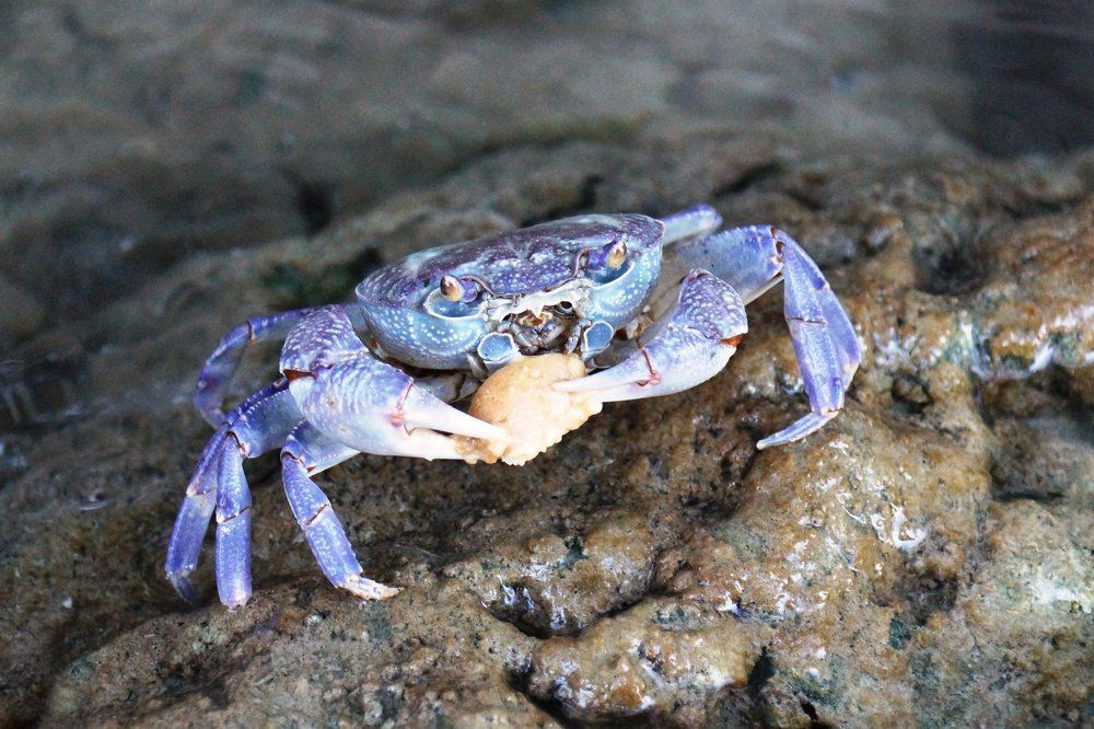 Подводные обитатели озера Курнас