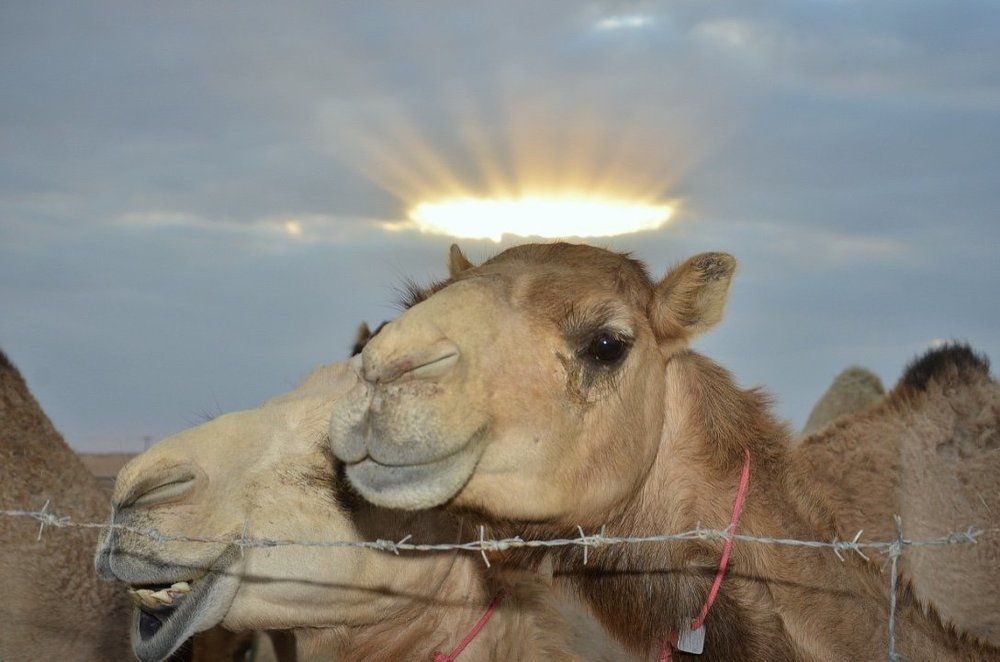 Saint Camel