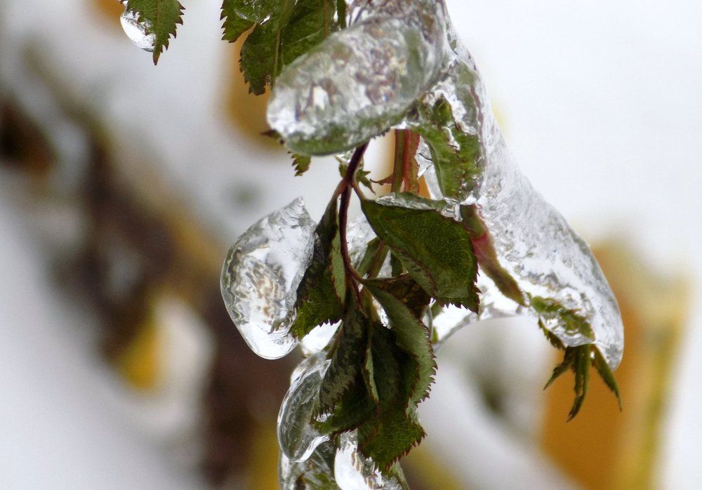 Зима пришла нежданно