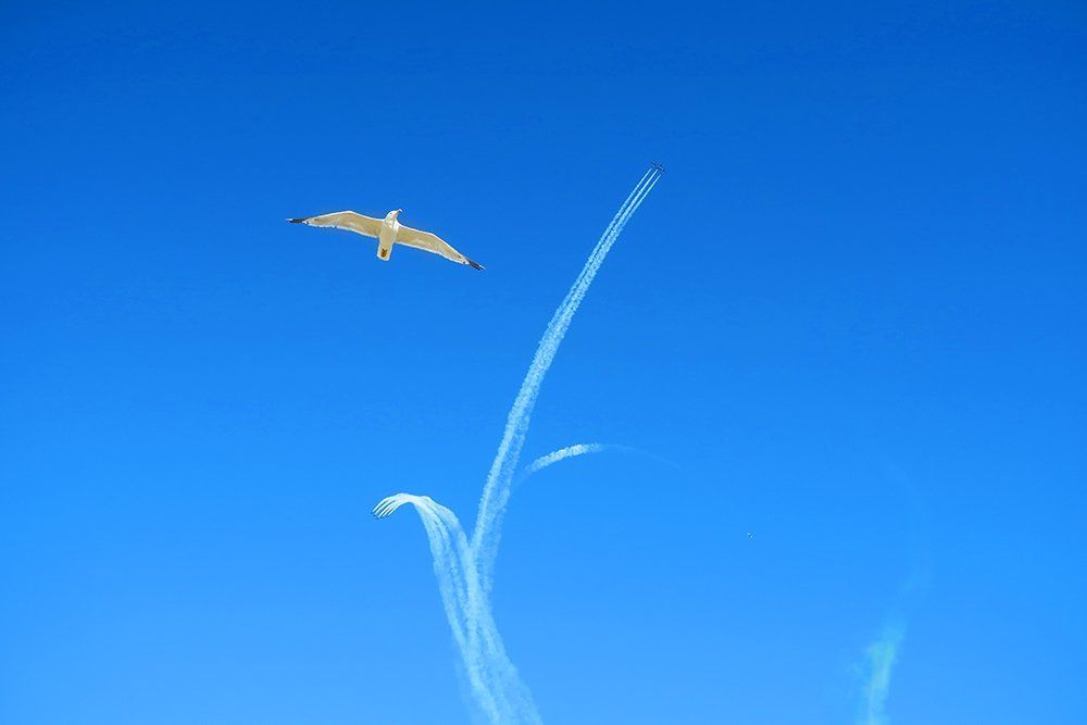 free flight