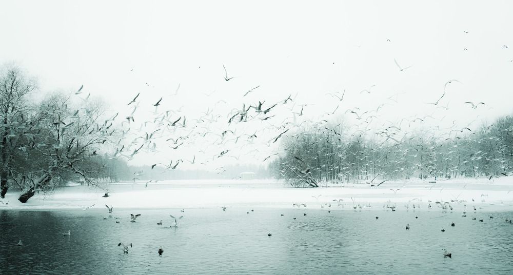 Зимним днем на Гатчинском озере.