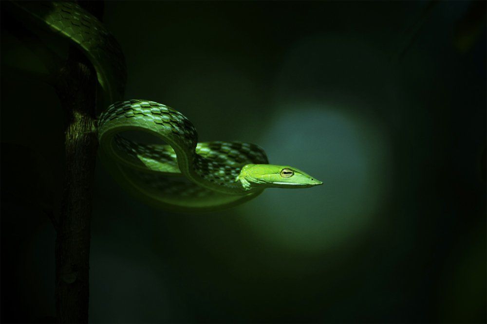 Green vine Snake