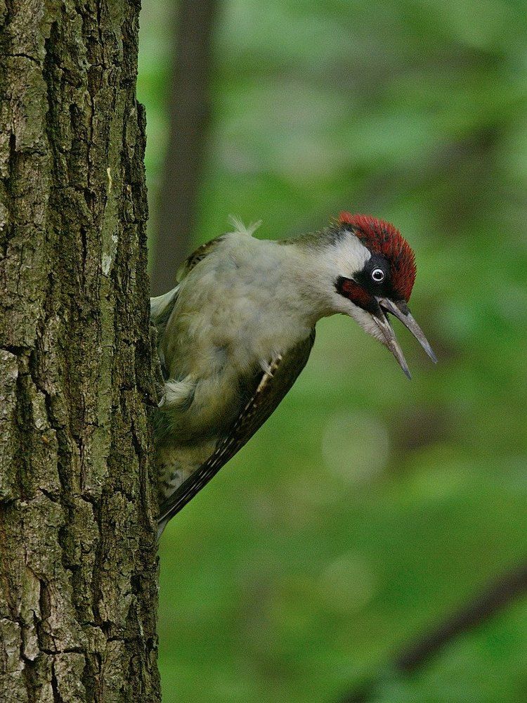 Настоящий русский woodpecker!