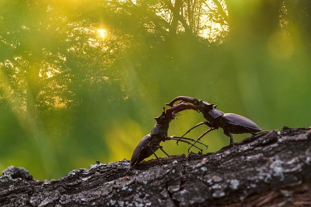 Битва титанов