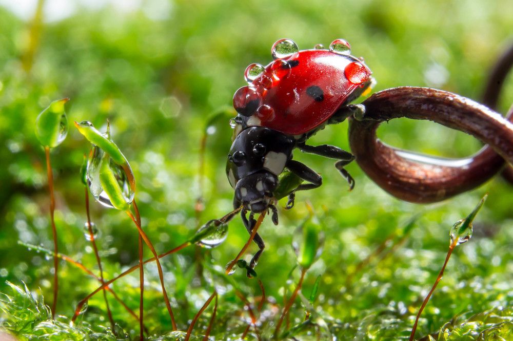 Волшебная коровка...