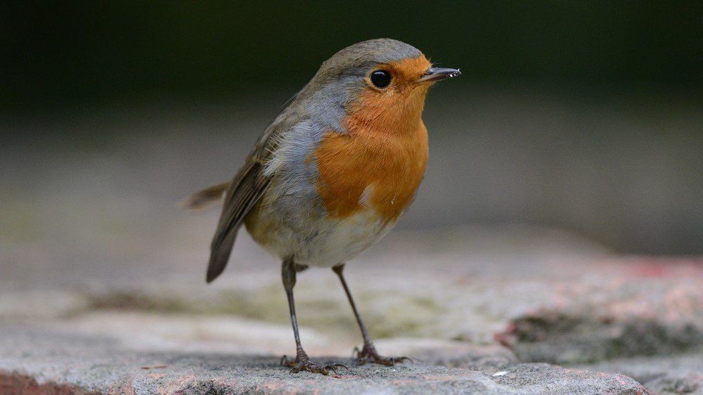 Зарянка крупным планом