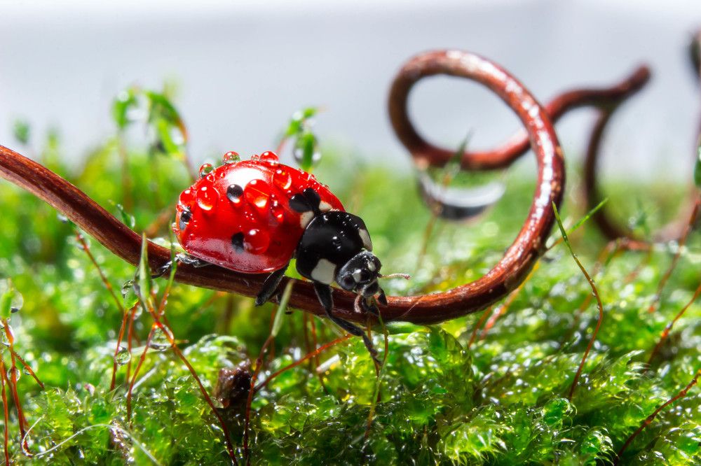 В волшебном царстве...