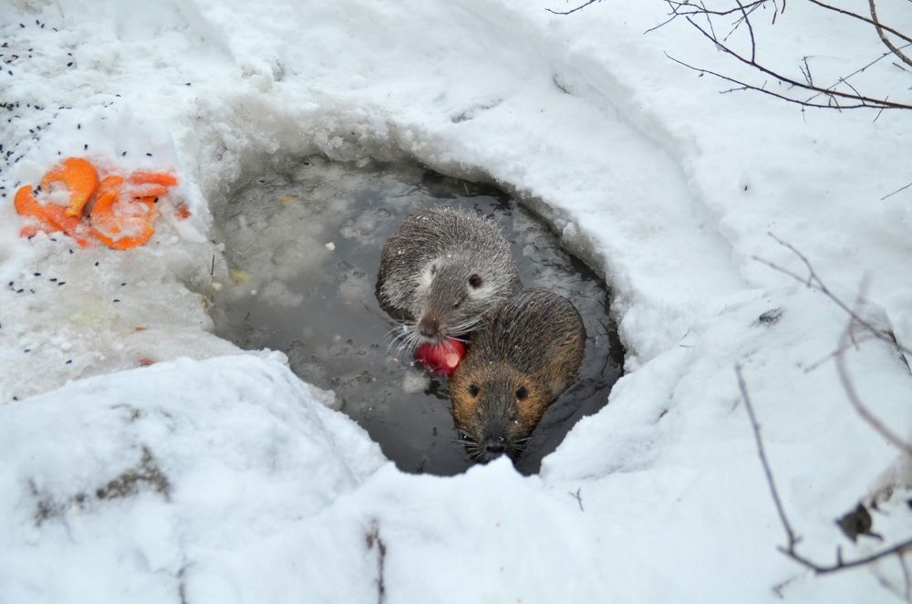 нутрии теплолюбивые