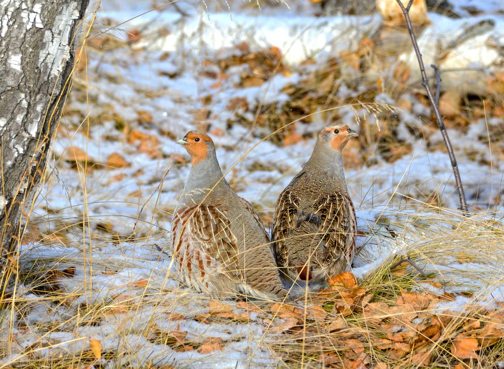 Первый снег