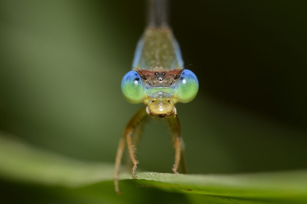 Portrait of Blue eyed Damselfly
