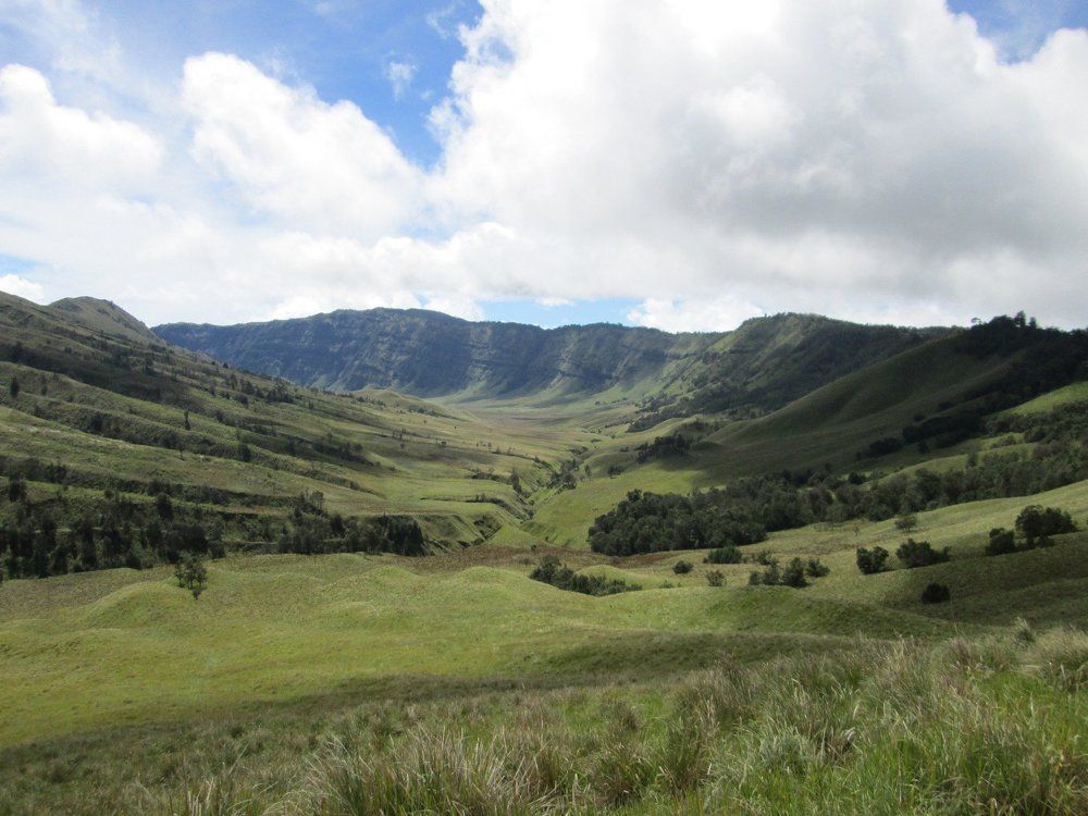 green nature