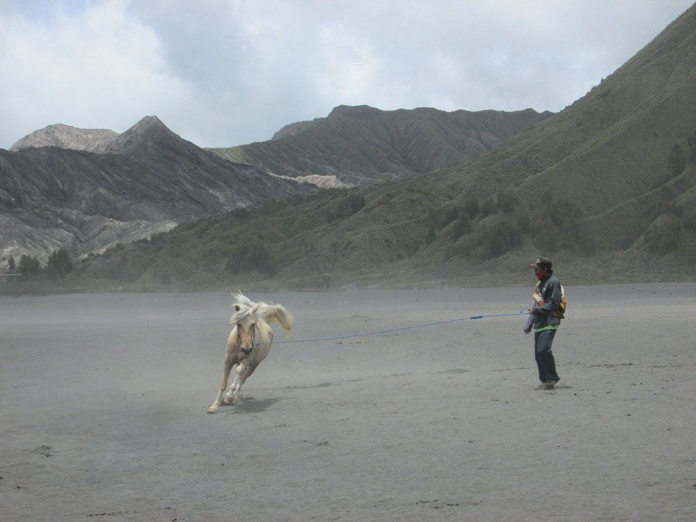 horse handler