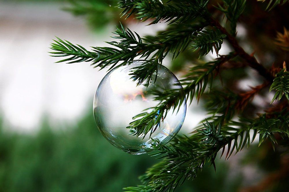 Мыльный пузырь в сосновых ветках...