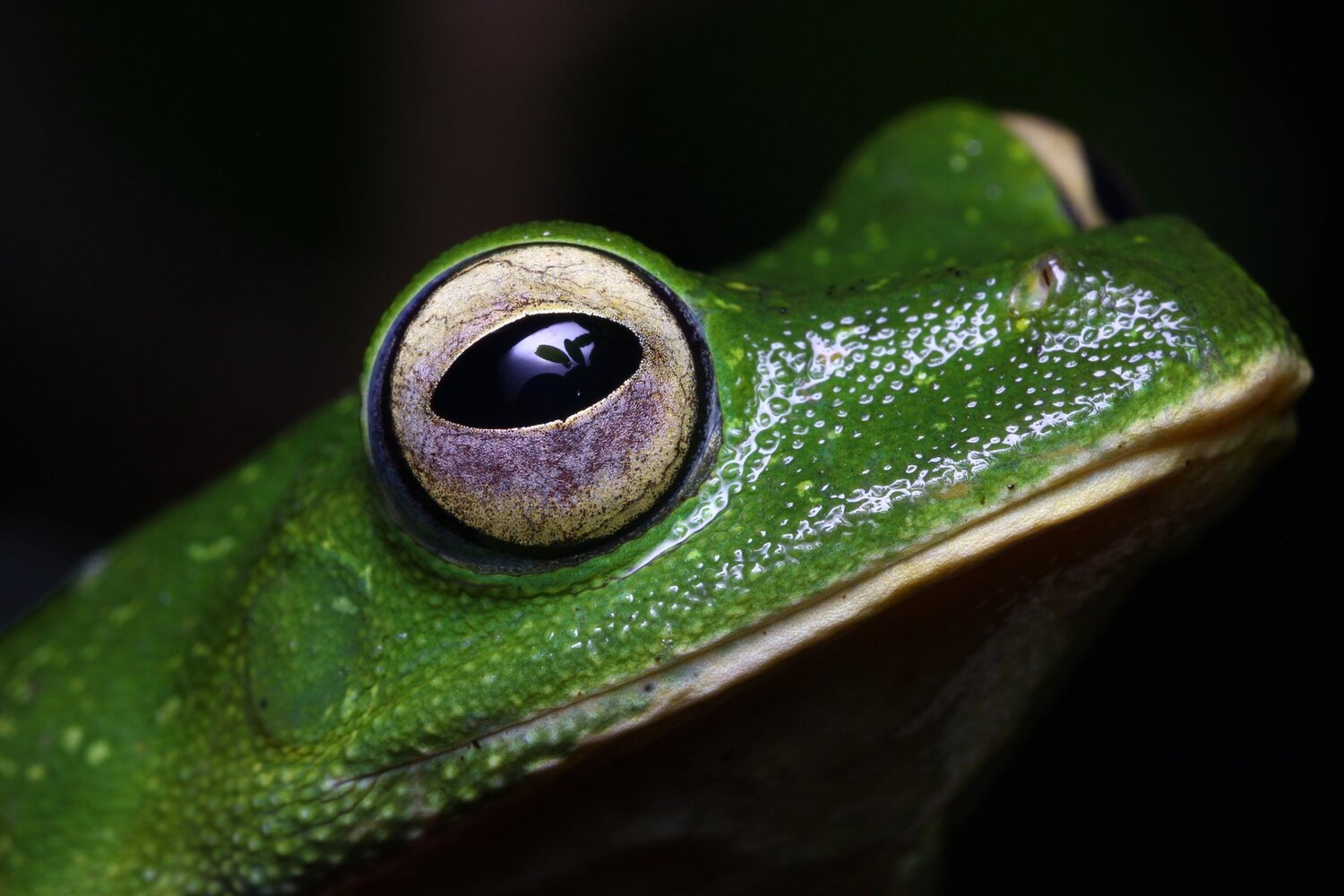 Speaking Eyes