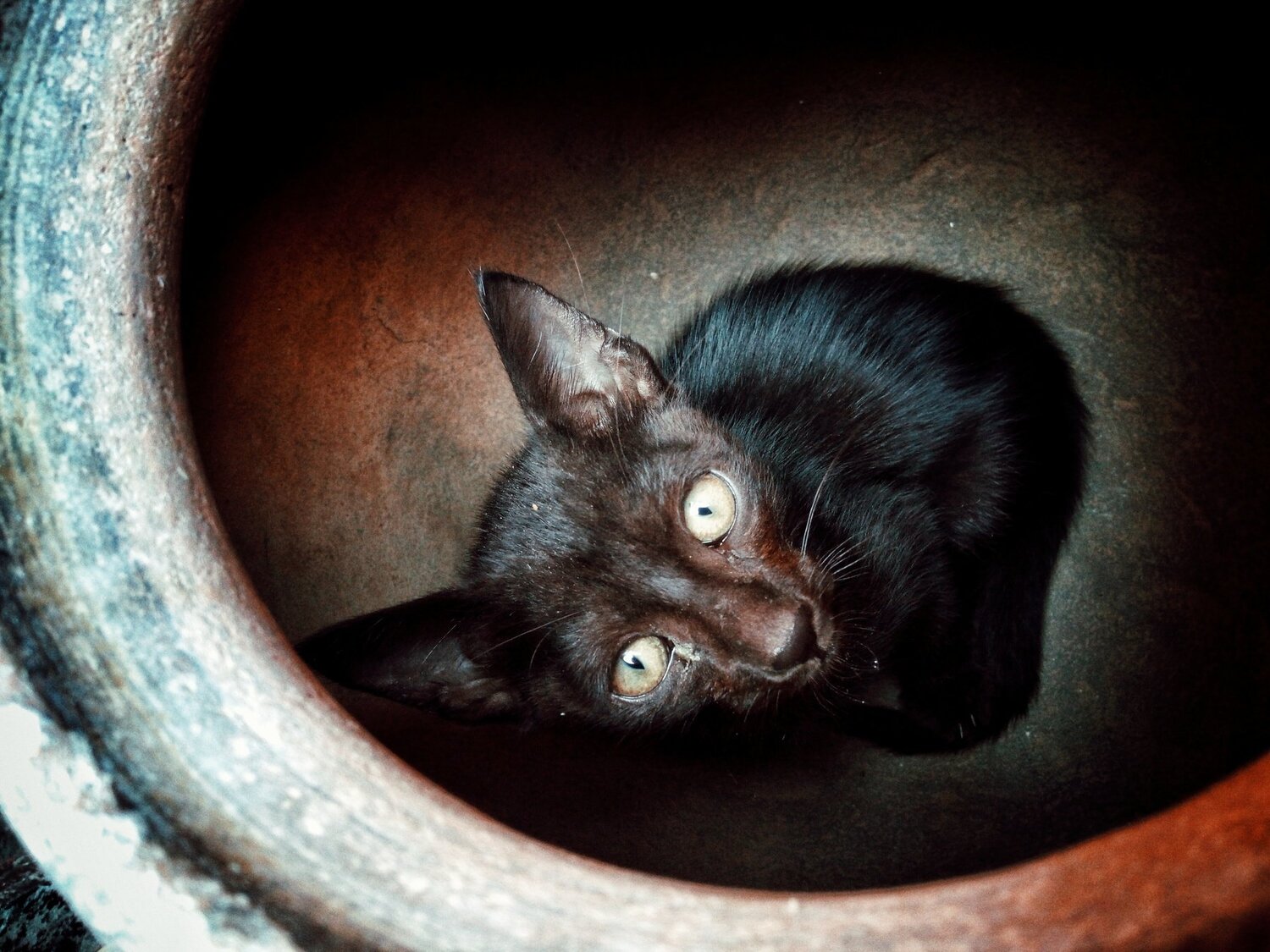 cat...