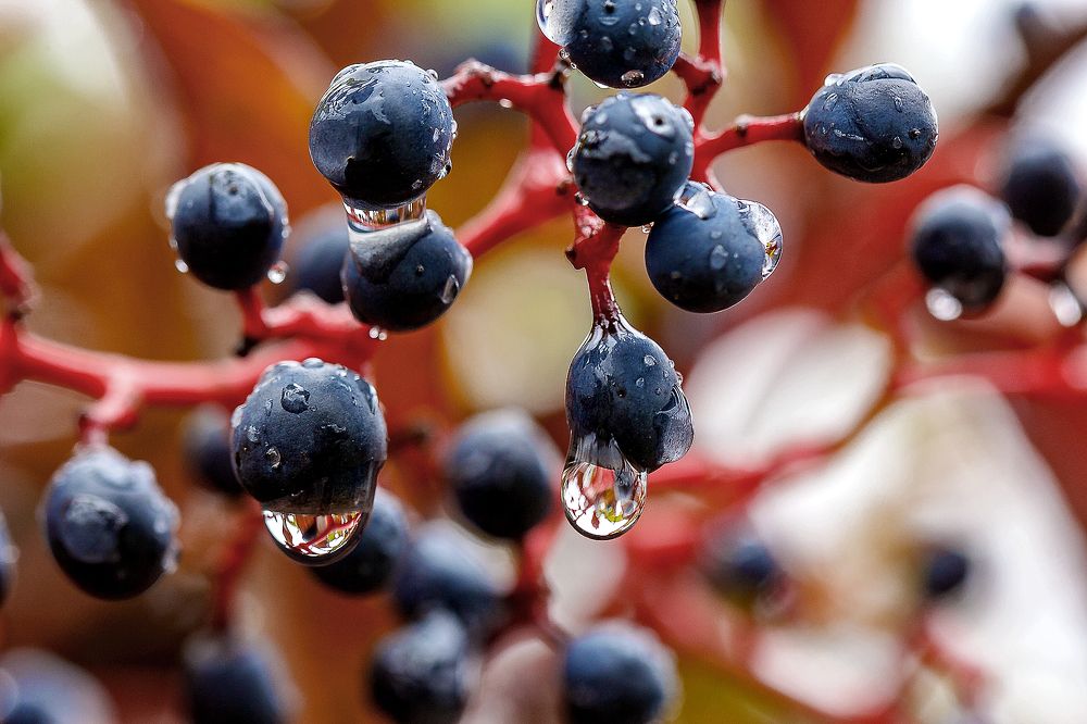 В каплях дождя