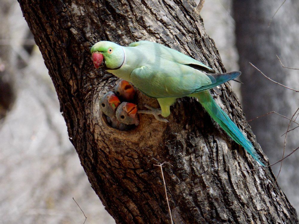 Parrot with baby parrots