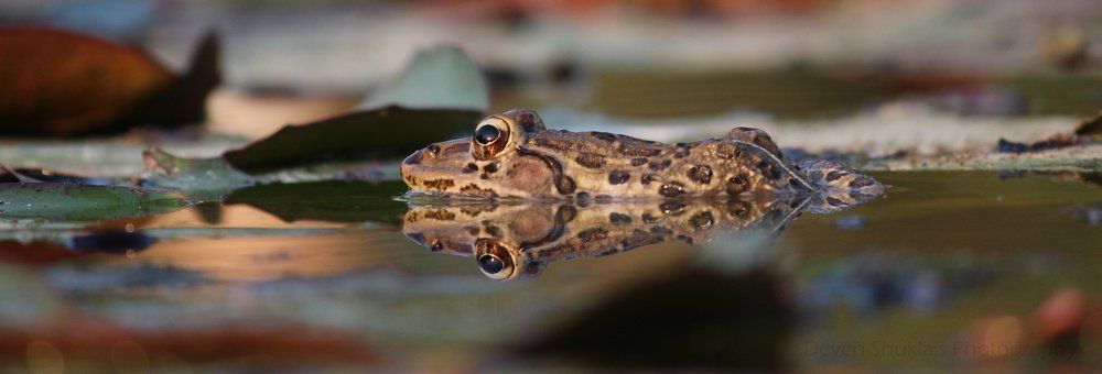 Frog