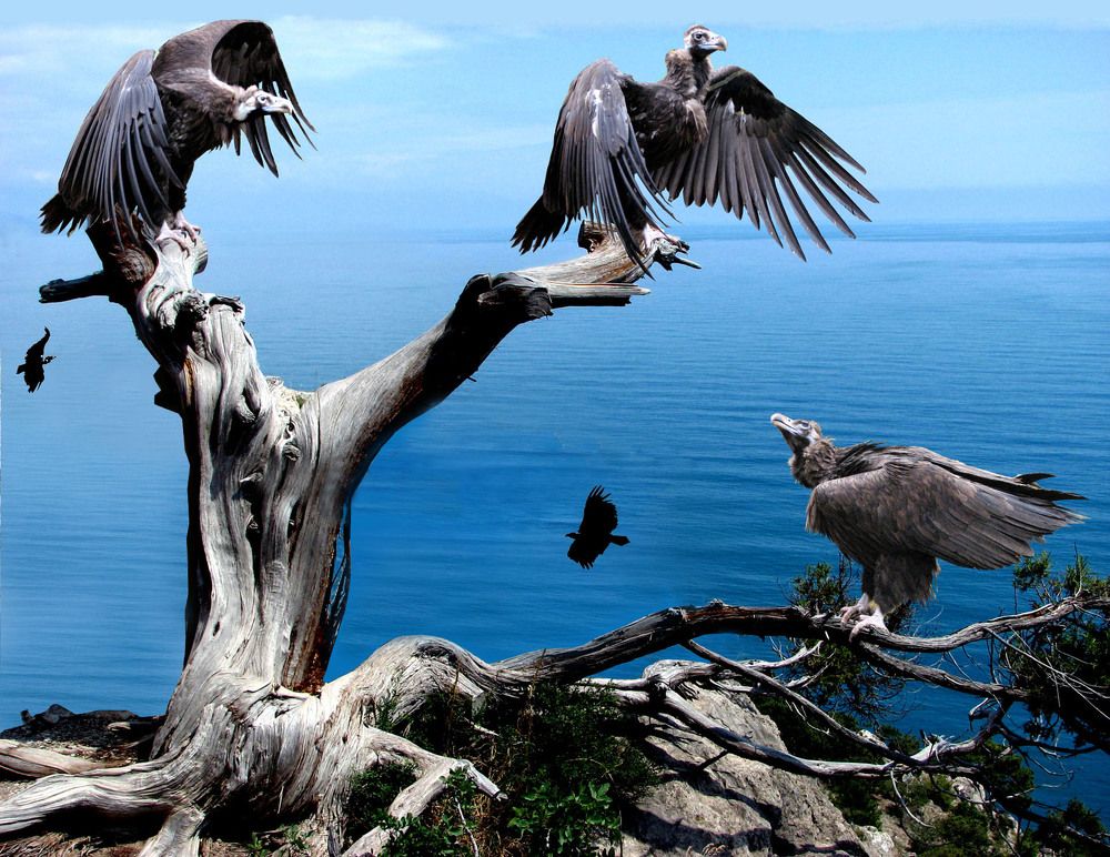 Межсезонье грифы