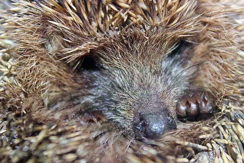 ноябрский гость