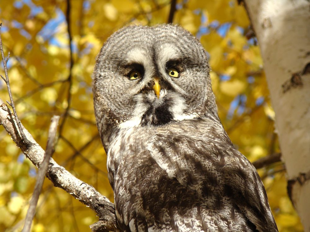 Желтоглазая