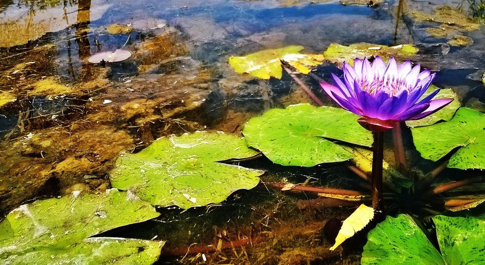 Flower that never get dirty