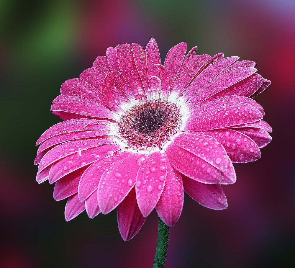 Nice gerbera