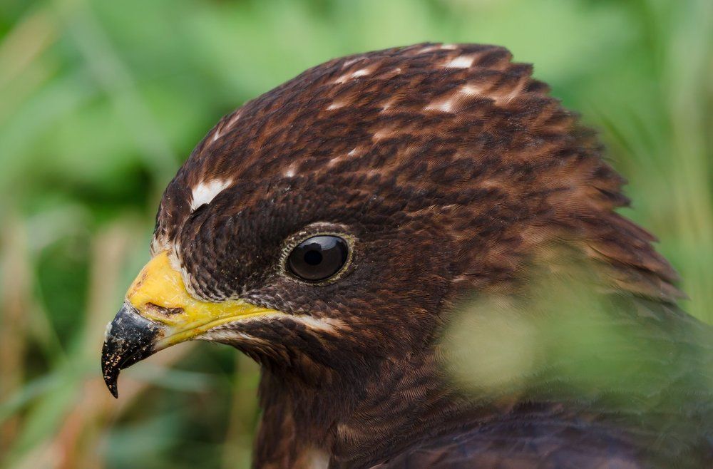 Взгрустнулось