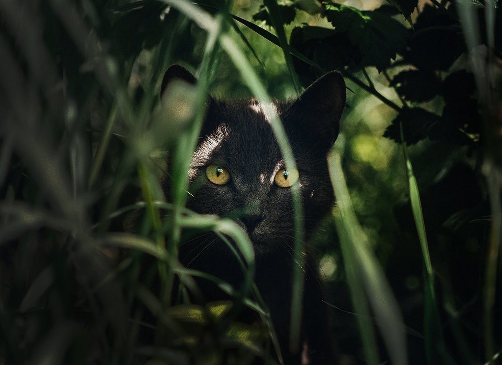 Photograph by Чернякова Анна