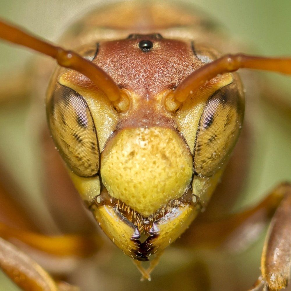 Up close with the stingy beast