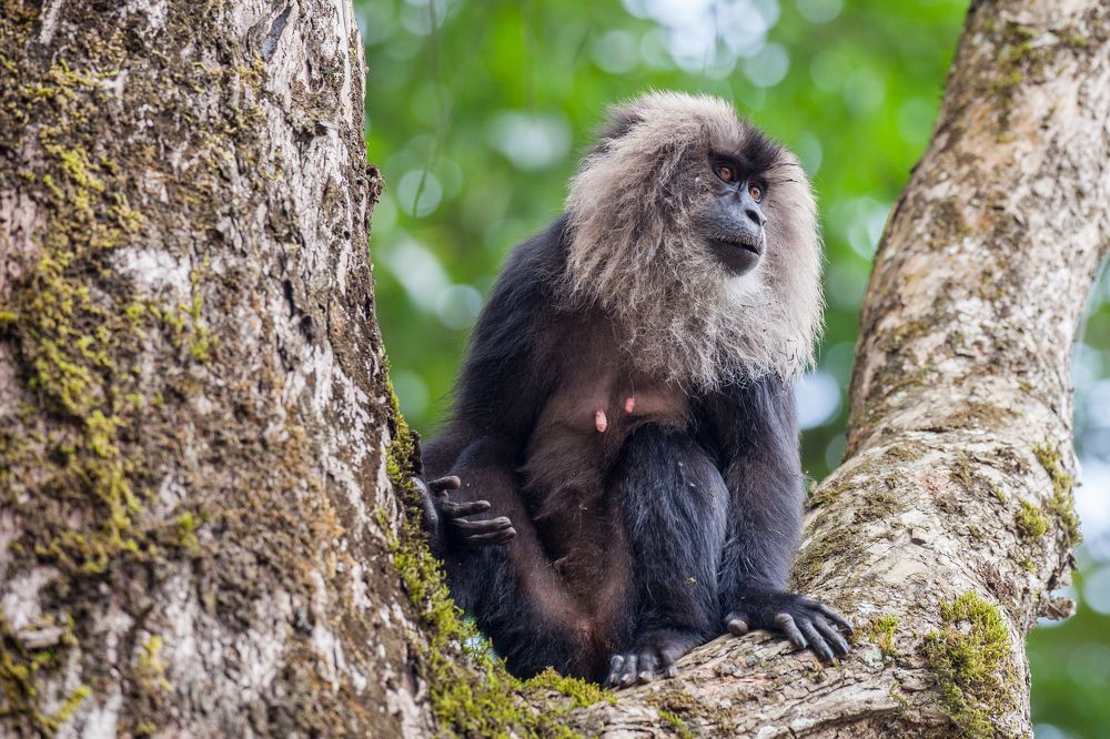 Lion Tailed Macaque