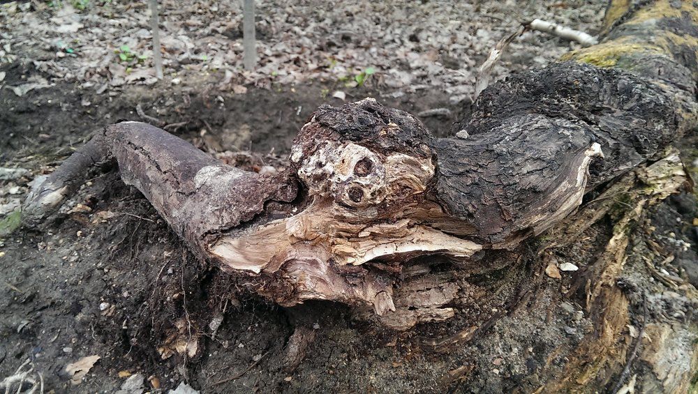 Наши корни