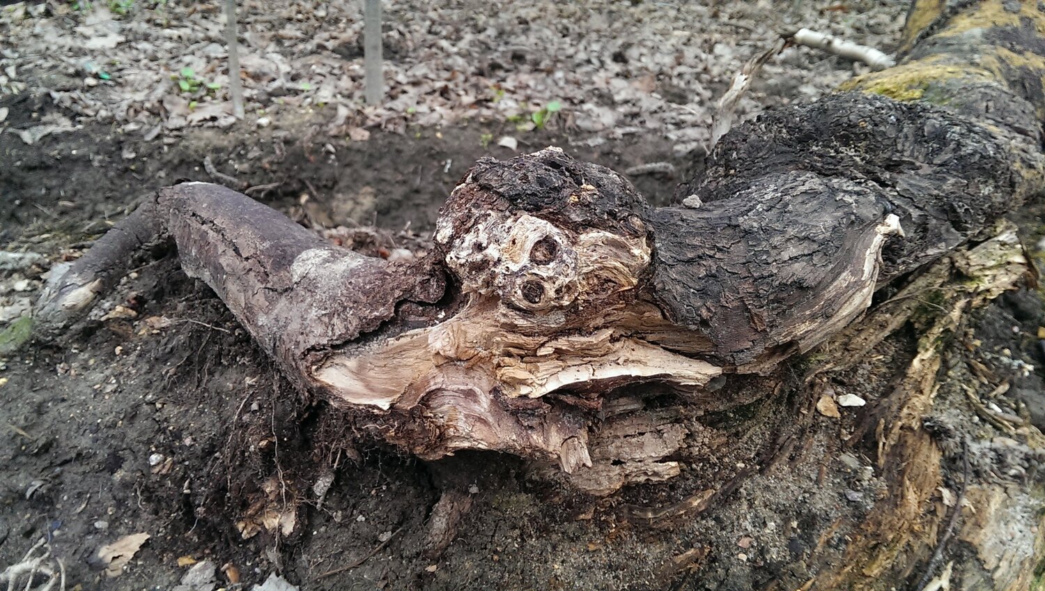 Наши корни