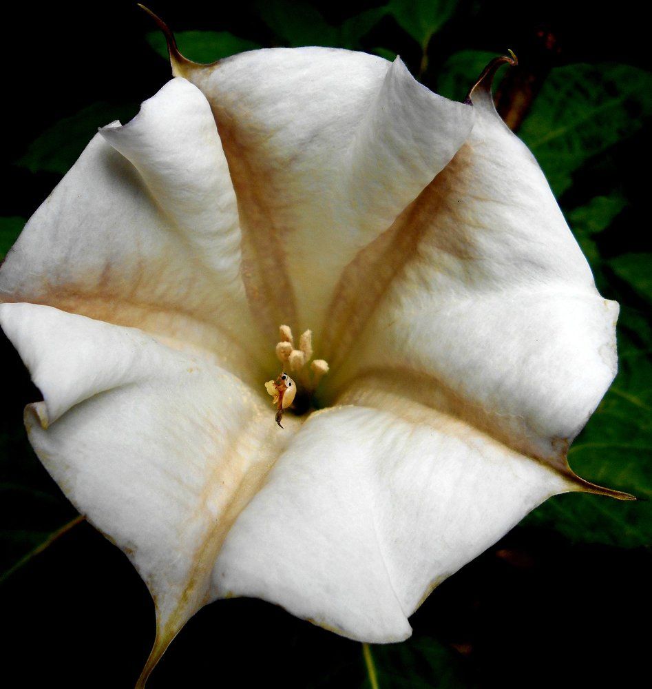 Narcotic plant with religious value