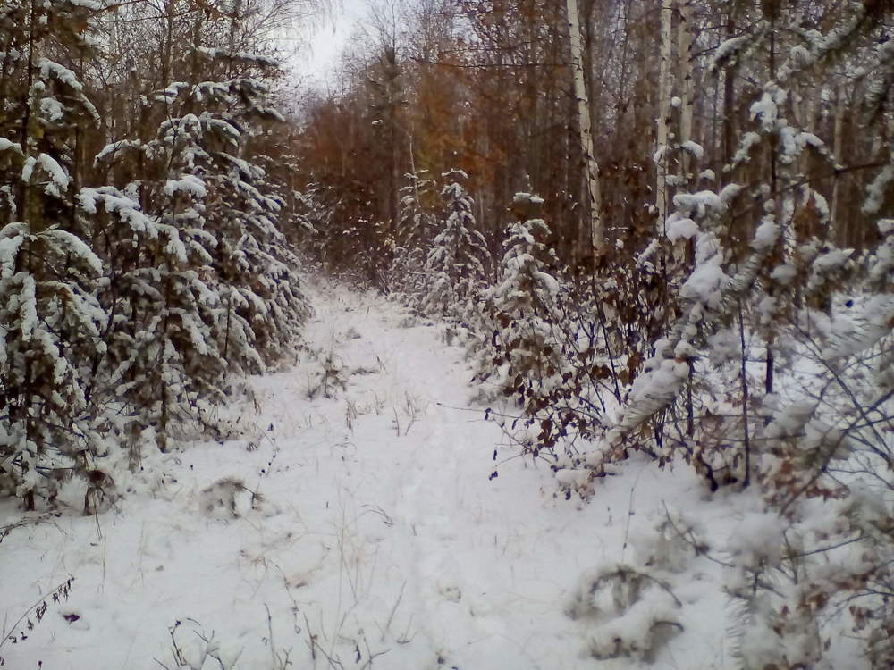 зимний лес