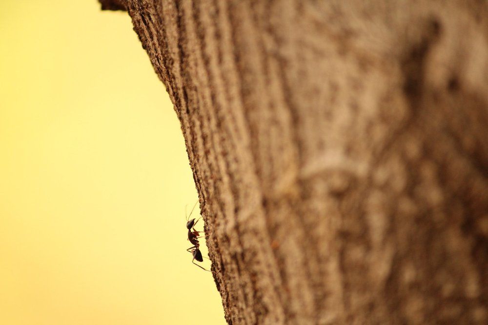 Climbing Up