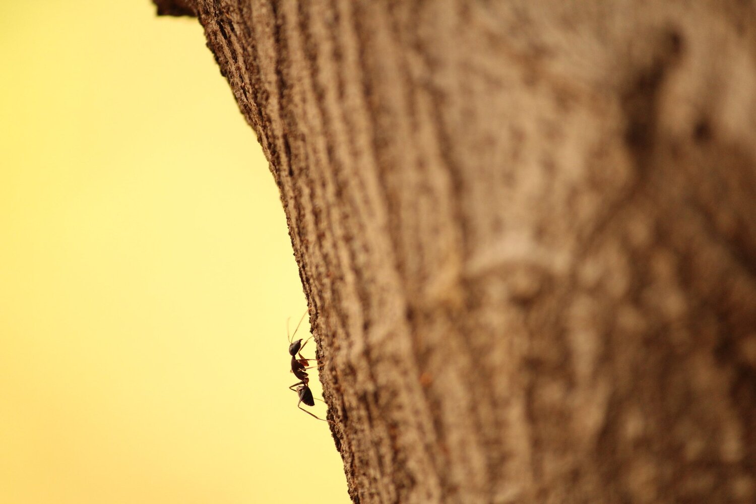 Climbing Up