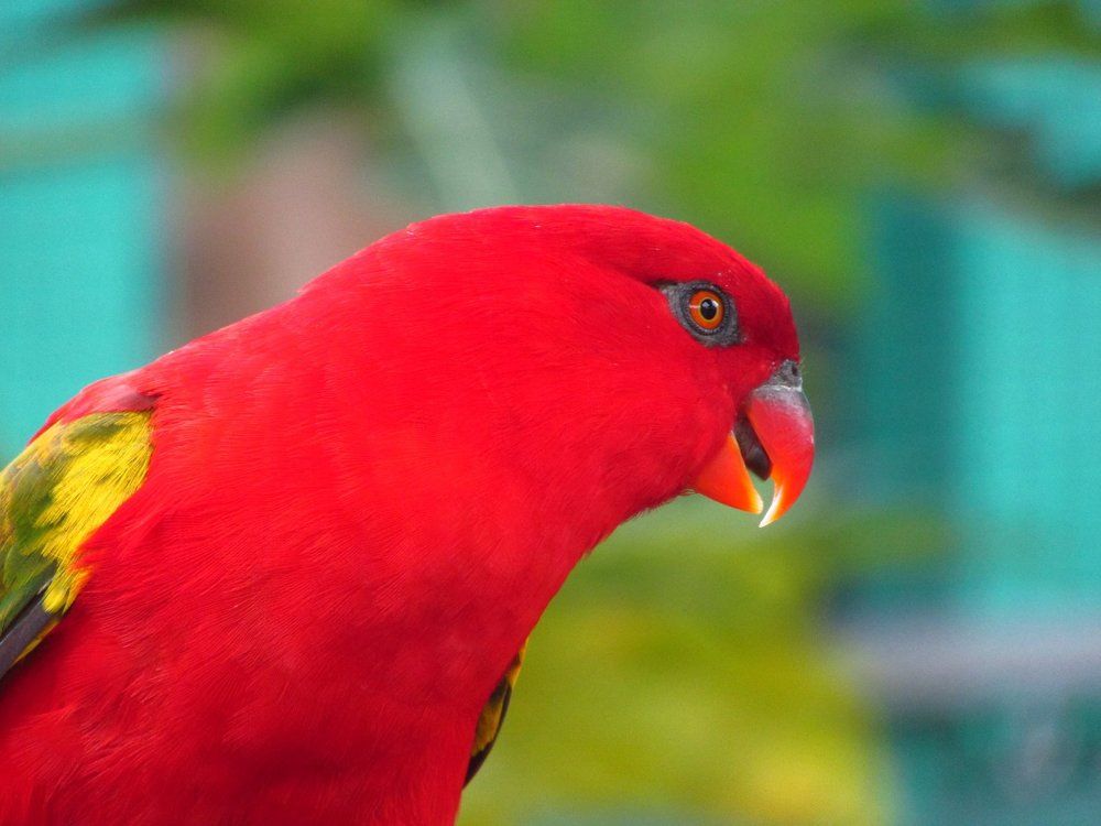 The Happy Parrot