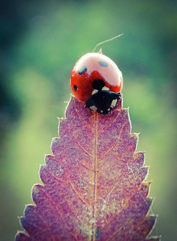 The Peaceful Ladybug