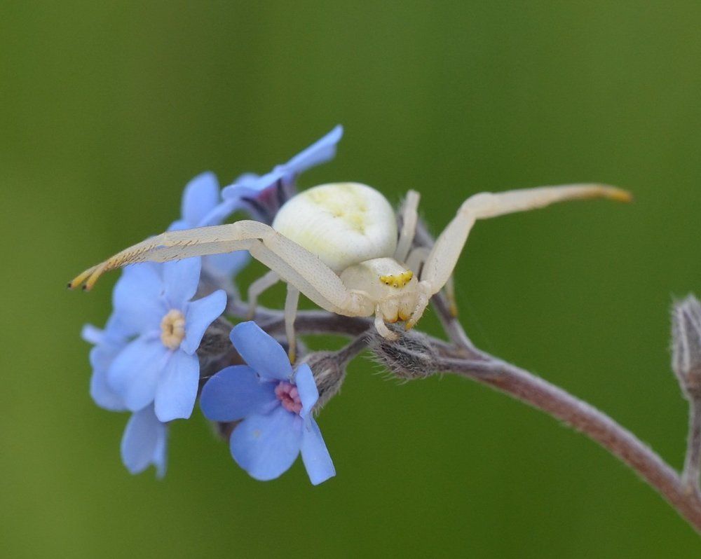 Цветочный паучок.