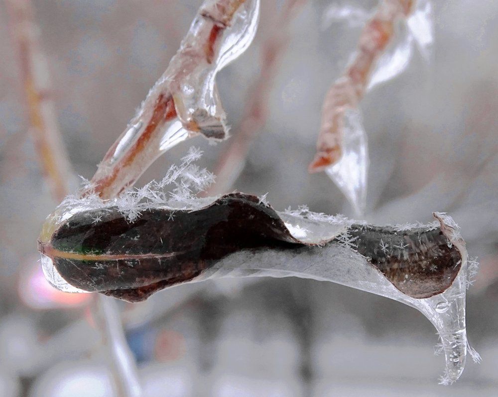 Вознесение. Замороженный листик и склонившая  ветка.